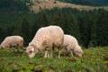 A sheep with a lamb grazing on a green pasture in the mountains. Royalty Free Stock Photo