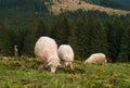 A sheep with a lamb grazing on a green pasture in the mountains. Royalty Free Stock Photo