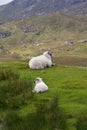 Sheep lamb green grass Scotland Royalty Free Stock Photo