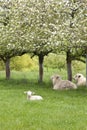 Sheep and lamb on green grass under flowering fruit trees in spring, Upper Moutere, South Island, New Zealand