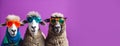 sheep lamb in a group, vibrant bright fashionable outfits isolated on solid background