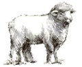 Sheep. Lamb. hand drawn sketch farm animal