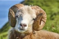 Sheep lamb head grazing on the Faroe islands green meadows Royalty Free Stock Photo