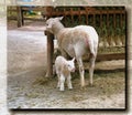 Sheep and lamb. Imitation of a picture. Oil paint. Rendring