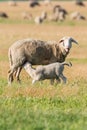 Sheep and Lamb Livestock on a Farm Royalty Free Stock Photo