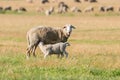 Sheep and Lamb Livestock on a Farm Royalty Free Stock Photo