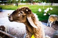Sheep with Lamb looking Royalty Free Stock Photo