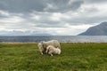 Sheep 2 Royalty Free Stock Photo