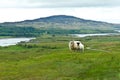 Sheep lamb meadow Mull Ulva Royalty Free Stock Photo