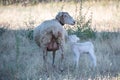 Sheep and a lamb on moorland Royalty Free Stock Photo