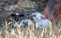 Sheep and a lamb on moorland Royalty Free Stock Photo