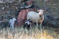 Sheep and a lamb on moorland Royalty Free Stock Photo