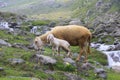 Sheep with lamb in mountain