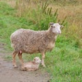 Sheep and lamb among nature Royalty Free Stock Photo