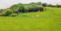 Sheep and lamb peacefully live in the natural New Zealand green grass meadow field near the sea beach Royalty Free Stock Photo