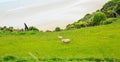 Sheep and lamb peacefully live in the natural New Zealand green grass meadow field near the sea beach Royalty Free Stock Photo