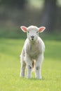 Sheep, Lamb, Ram, Ovis aries Royalty Free Stock Photo