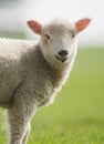 Sheep, Lamb, Ram, Ovis aries Royalty Free Stock Photo