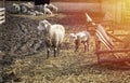 Sheep with lamb at a sheep stall Royalty Free Stock Photo