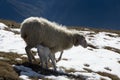 Sheep and lamb in the snow Royalty Free Stock Photo