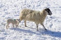 Sheep with lamb in the snow Royalty Free Stock Photo