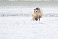 Sheep with lamb in a snowy pasture. The newborn lamb drinks milk from the mother. The afterbirth is still hanging from