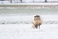 Sheep with lamb in a snowy pasture. The newborn lamb drinks milk from the mother. The afterbirth is still hanging from Royalty Free Stock Photo