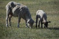 Sheep with lamb in spring pasture in Carson City Nevada Royalty Free Stock Photo