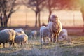Sheep and lamb in springtime Royalty Free Stock Photo