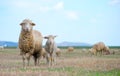 Sheep and lamb in springtime Royalty Free Stock Photo