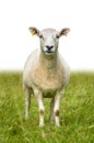 Isolated Sheep In Grass Royalty Free Stock Photo