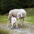 A sheep and a lamb suckling Royalty Free Stock Photo