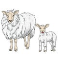 Sheep and Lamb, Vector Illustration