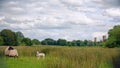 Sheep, Lamb and Wymondham Abbey