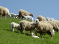 sheep with lambs