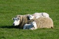 Sheep with lambs