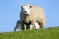 Sheep with lambs