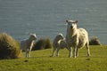 Sheep and lambs Royalty Free Stock Photo