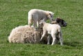 Sheep and lambs