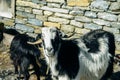 sheep lambs climbing hills in nepal Royalty Free Stock Photo