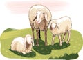 Sheep and lambs