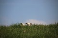 Sheep and lambs on a dike in the sun at the island Goeree Overflakkee in the Netherlands. Royalty Free Stock Photo