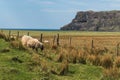Sheep and Lambs, cliffs