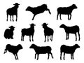 Sheep or Lambs Farm Animals in Silhouette