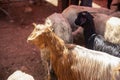 Sheep and lambs for the feast of the lamb that commemorate the Bible and the Koran, where these animals are sacrificed for the