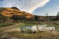 Pathway leading to Caer Caradoc at dawn,Shropshire,England,UK Royalty Free Stock Photo