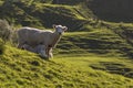 Sheep and lambs feeding in Spring Royalty Free Stock Photo