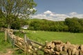 Sheep and lambs in field, Abbotsbury