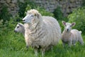 Sheep and lambs in field, Abbotsbury