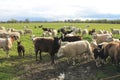 Sheep and lambs In a field in the evening in early spring in the UK Royalty Free Stock Photo